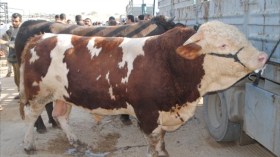 إعادة فتح استيراد العجول واللحوم الحمراء أمام الخواص