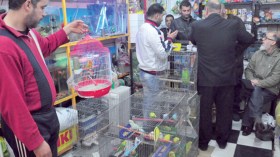 تربية الطيور في الجزائر.. من هواية إلى احتراف تجاري يدر الملايين