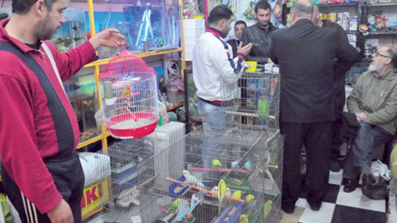 تربية الطيور في الجزائر.. من هواية إلى احتراف تجاري يدر الملايين