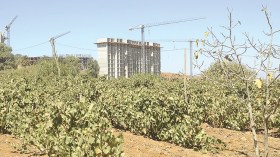 منع الولاة من “نهب” الأراضي الفلاحية!