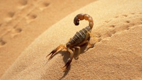 “حماية المستهلك” تحذر من خروج العقارب وإصابتها للأطفال