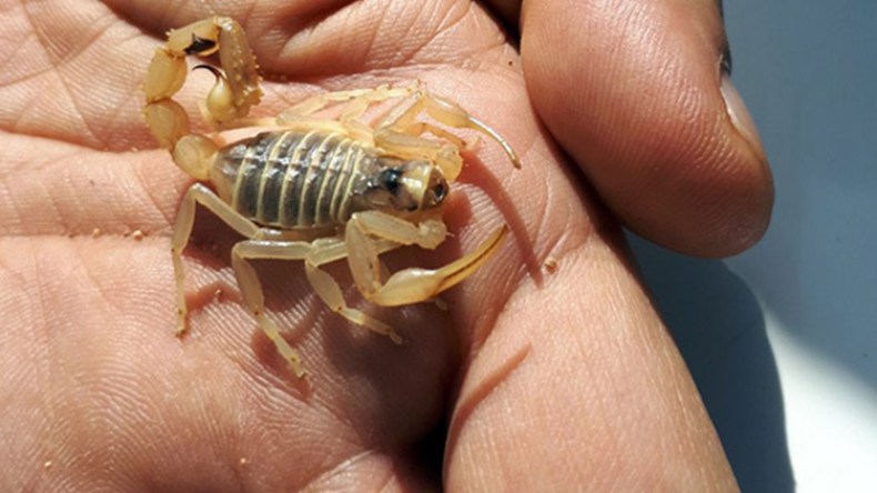 54 لسعة عقرب منذ بداية السنة بالبويرة