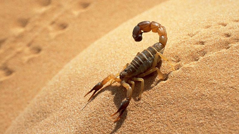 تسجيل ثاني وفاة بالتسسم العقربي في ظرف 48 ساعة بالنعامة