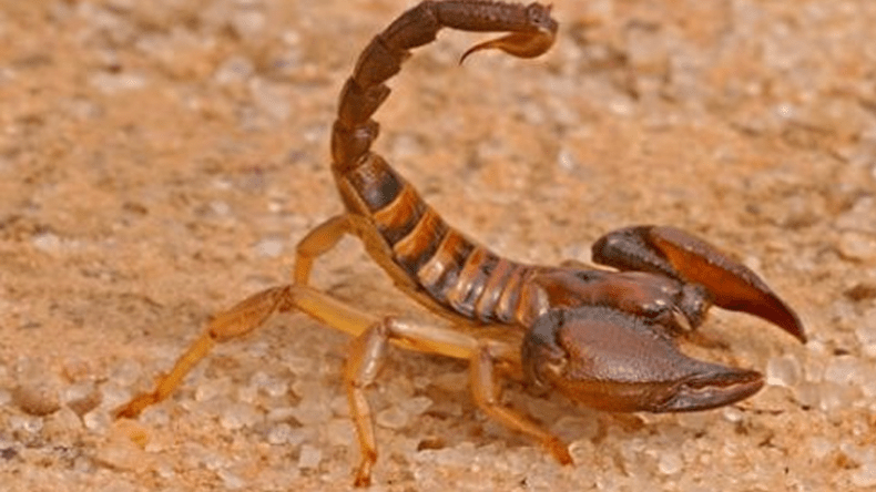 لدغة عقرب تقتل طفلة في الزرزور بالمسيلة