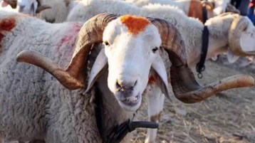 لن ينالَ اللهَ لحومُها