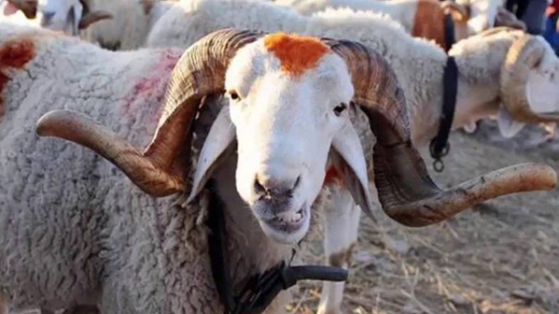 لن ينالَ اللهَ لحومُها