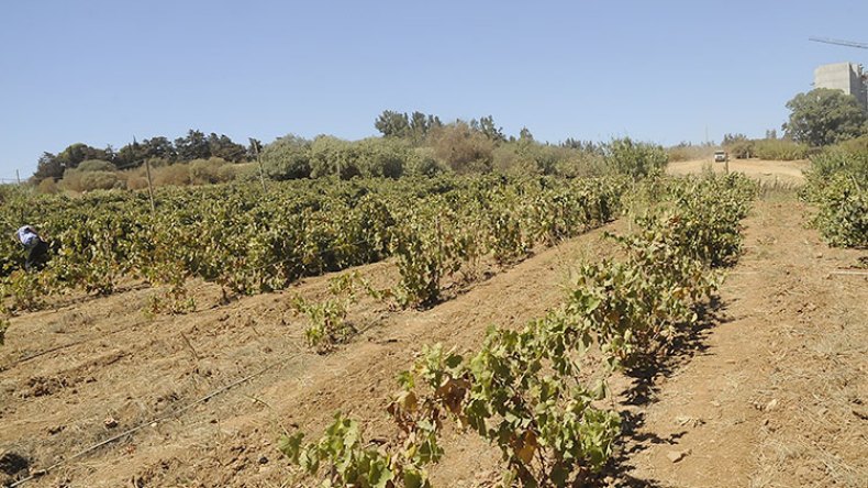 عقود لمدة 20 سنة لصالح الشباب لإستغلال الغابات “المهملة”