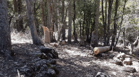 مديرية الغابات: تغريم المتسببين في قطع الأشجار بـ 20 مليون سنتيم