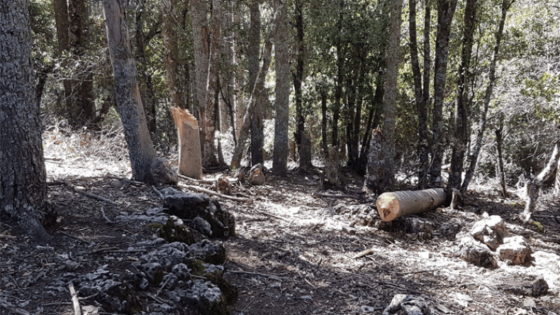 مديرية الغابات: تغريم المتسببين في قطع الأشجار بـ 20 مليون سنتيم