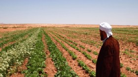 تعقيدات كبيرة على طاولة مديرة الفلاحة الجديدة لولاية أدرار