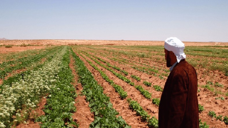 تعقيدات كبيرة على طاولة مديرة الفلاحة الجديدة لولاية أدرار