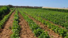 إنشاء 6 شركات كبرى لدعم المنتوج الفلاحي بعين الدفلى