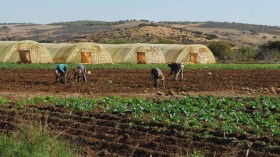 تقدم سريع للفلاحة بالجزائر