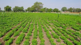 ملف العقار الفلاحي سيتم تسويته “نهائيا” خلال السنة الجارية