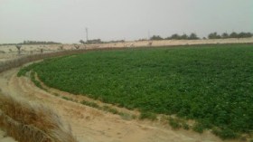 تصدير 39 طن بصل أحمر نحو موريتانيا انطلاقا من تيارت