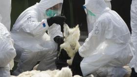 أنفلونزا الطيور: موريتانيا تمنع استيراد الدجاج من الجزائر