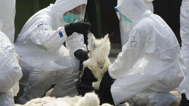 أنفلونزا الطيور: موريتانيا تمنع استيراد الدجاج من الجزائر