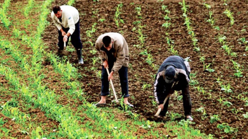 قيمة الإنتاج الفلاحي بالجزائر تفوق 30 مليار دولار