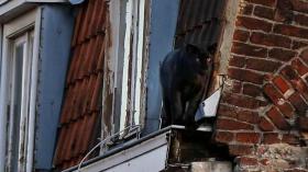 القبض على فهد أسود كان يتجول في ليل الفرنسية