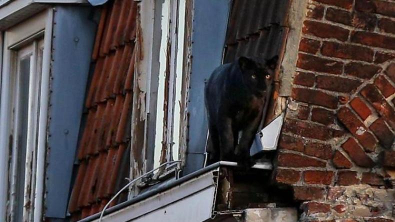 القبض على فهد أسود كان يتجول في ليل الفرنسية