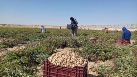 الوادي: إنتاج قياسي للفول السوداني