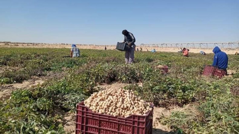 الوادي: إنتاج قياسي للفول السوداني