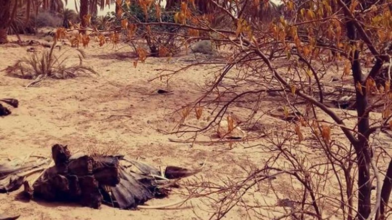 محيط اغزو الفلاحي بالقرارة في غرداية يشكو العطش