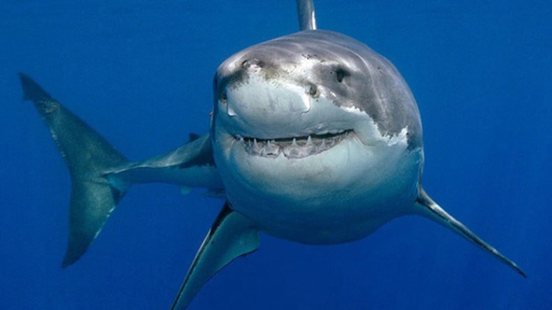 السواحل الجزائرية مهددة بالقرش والسمكة الأرنب!