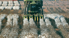 الجزائر تصدر القطن مادة أولية إلى تركيا وتعيد استيراده ملابس جاهزة!