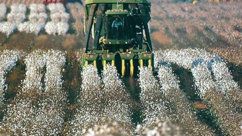 الجزائر تصدر القطن مادة أولية إلى تركيا وتعيد استيراده ملابس جاهزة!