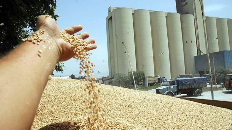 تعرف على كمية القمح التي اشتراها ديوان الحبوب