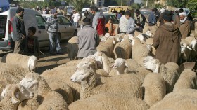 غلق أسواق المواشي إلى غاية منتصف ديسمبر