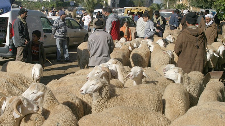 رزيق: تنظيم أسواق رحمة مخصصة لبيع أضاحي العيد