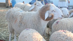 مواطنون يسابقون الزمن للبحث عن “ذبّاحين” لنحر الأضاحي