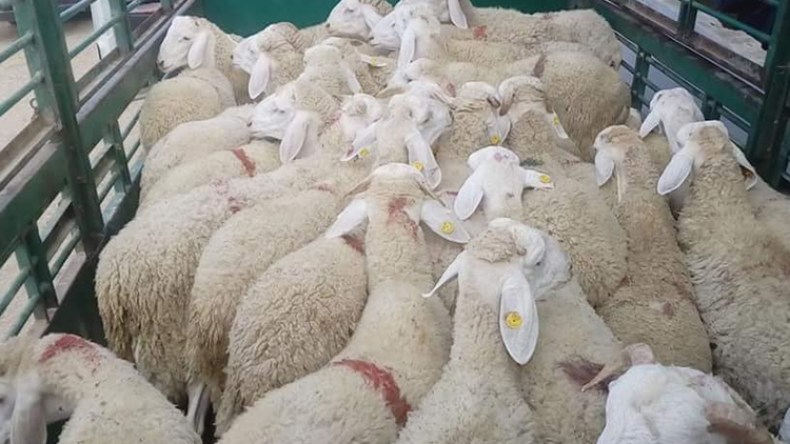 بعد منع الأسواق الأسبوعية.. موّالون يستنجدون بالأسواق الافتراضية