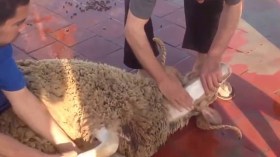 “الشروق” ترصد بعض طرائف عيد الأضحى