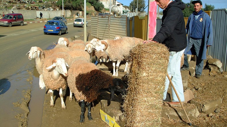 سماسرة يتنافسون على “الفينسيو” لتسمين المواشي قبيل العيد