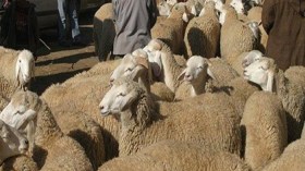 نحر 30 شاة وتوزيع لحومها على المعوزين بأولاد ماضي بالمسيلة