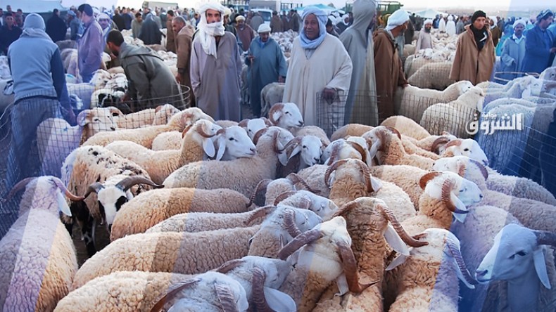 الموّالون “المزيّفون” وراء التهاب أسعار الأضاحي