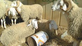 5 ملايين أضحية.. والأسعار بين 25 و45 ألف دينار