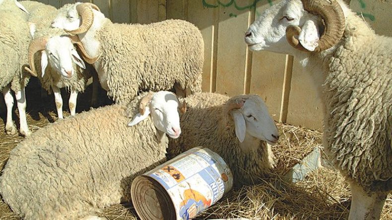 حظائر المواشي بالقرى ملاذ المواطنين للظفر بأضحية العيد