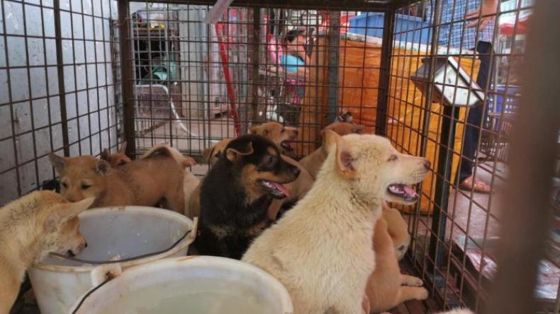 افتتاح مهرجان لحوم الكلاب في الصين