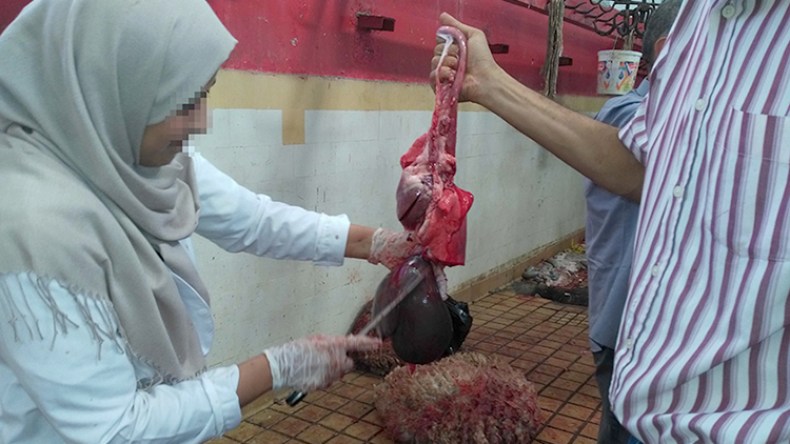 وزارة الصحة تحذر من أخطار الإصابة بالكيس المائي في عيد الأضحى