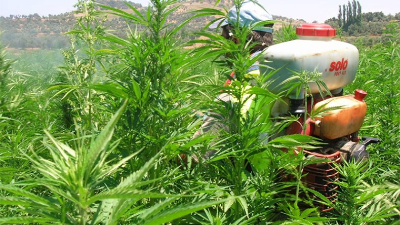 عائلات مغربية تتقاتل حول ملكية الأراضي بحلول موسم “حرث الكيف”