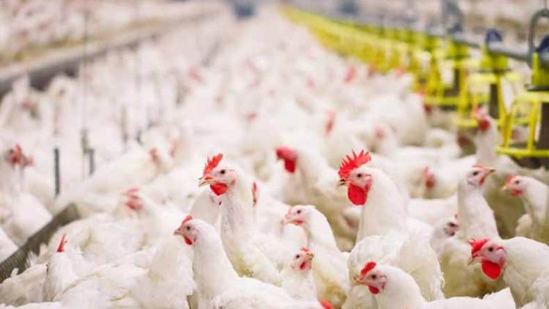 انخفاض سعر اللحوم البيضاء في السوق بسبب وفرة الإنتاج
