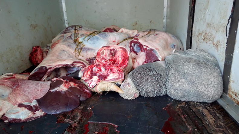 حجز حوالي 5 قناطير من اللحوم الفاسدة بوهران