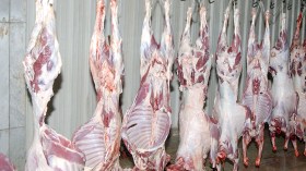 لدينا بين 2 و4 مليون رأس ماشية للذبح سنويا وهي كافية