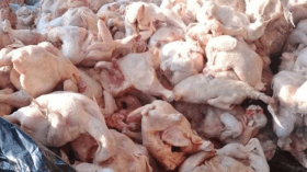 الدرك يحجز 270 كلغ من الدجاج الفاسد في المسيلة