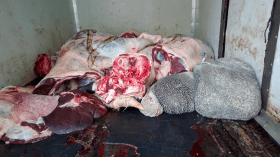 حجز 17 ذبيحة ونصف قنطار من الأحشاء في سيارة سياحية بقسنطينة