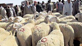 استقرار في الأسعار وضعف في الإقبال على أسواق الماشية بالبيض